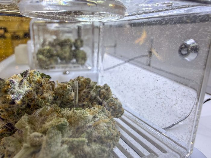 Marijuana.